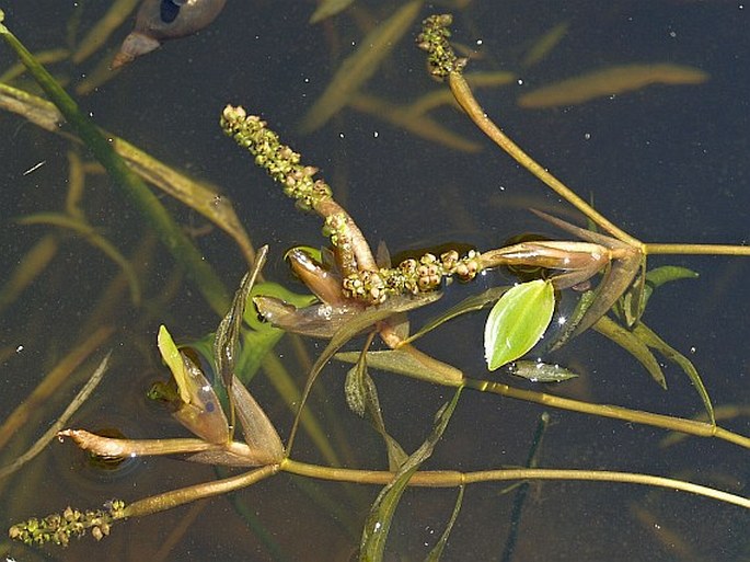 POTAMOGETON GRAMINEUS L. - rdest trávolistý / červenavec trávolistý