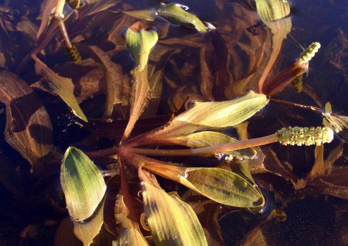 POTAMOGETON ALPINUS Balb. - rdest alpský / červenavec alpínsky