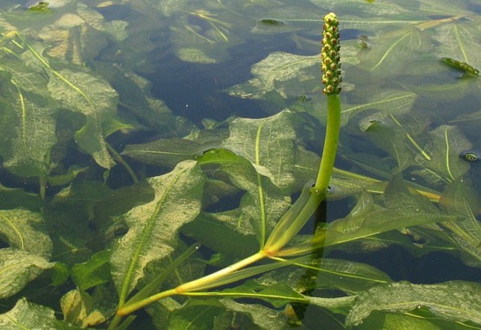 POTAMOGETON LUCENS L. - rdest světlý / červenavec lesklý