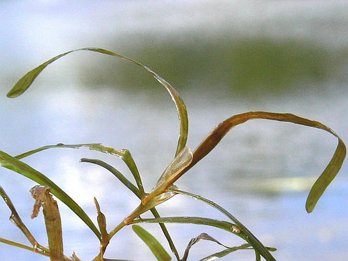 POTAMOGETON OBTUSIFOLIUS Mert. et Koch - rdest tupolistý / červenavec tupolistý