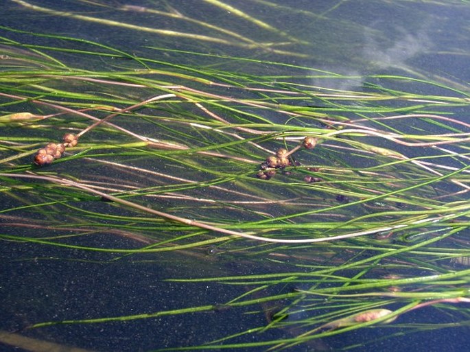 STUCKENIA PECTINATA (L.) Börner – rdestík (rdest) hřebenitý / červenavec hrebenatý