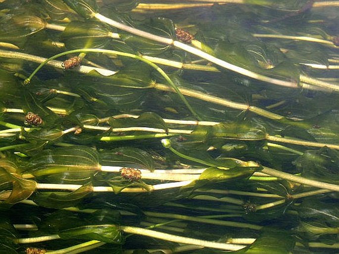 POTAMOGETON PERFOLIATUS L. - rdest prorostlý / červenavec prerastenolistý