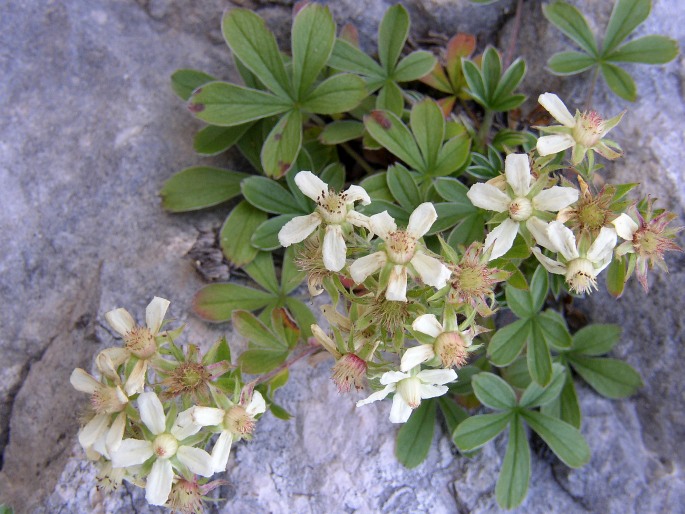 Potentilla caulescens