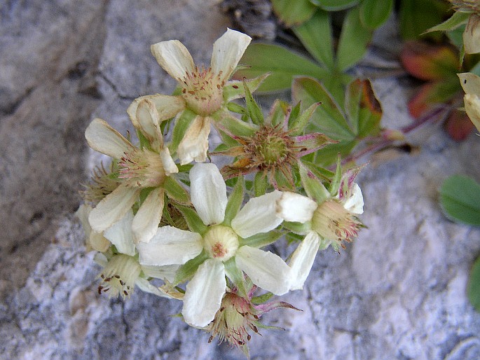 Potentilla caulescens