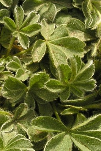 Potentilla nivalis