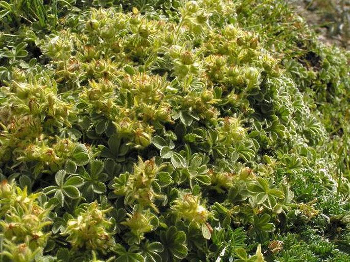 Potentilla nivalis