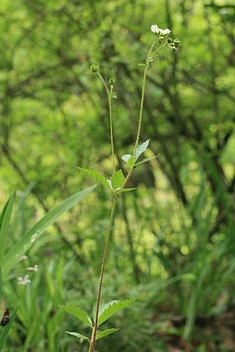 Potentilla rupestris