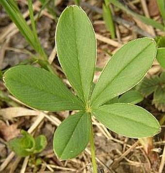 Potentilla alba