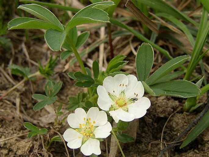 Potentilla alba