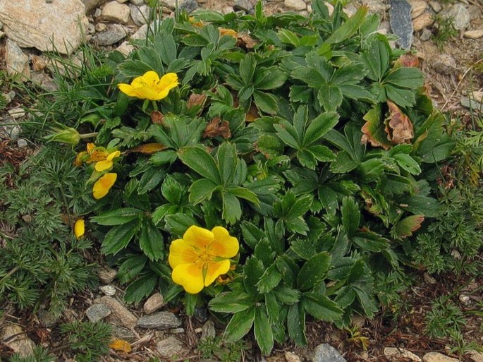 POTENTILLA AUREA L. – mochna zlatá / nátržník zlatý