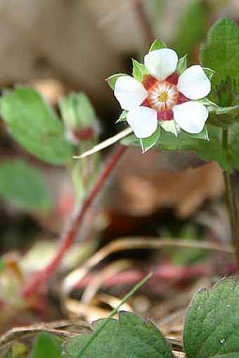 Potentilla micrantha