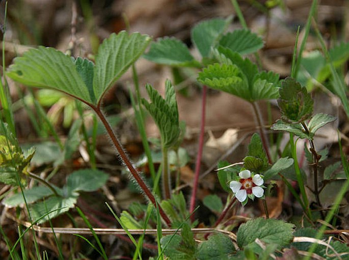 Potentilla micrantha