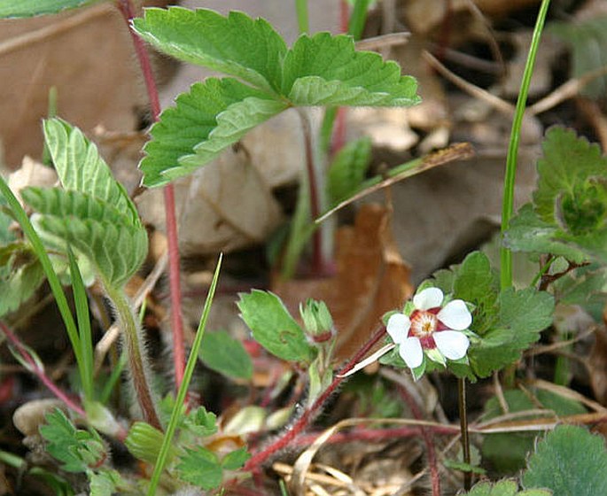 POTENTILLA MICRANTHA Ramond ex DC. – mochna malokvětá / nátržník drobnokvetý