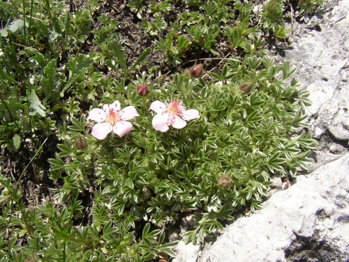 Potentilla nitida