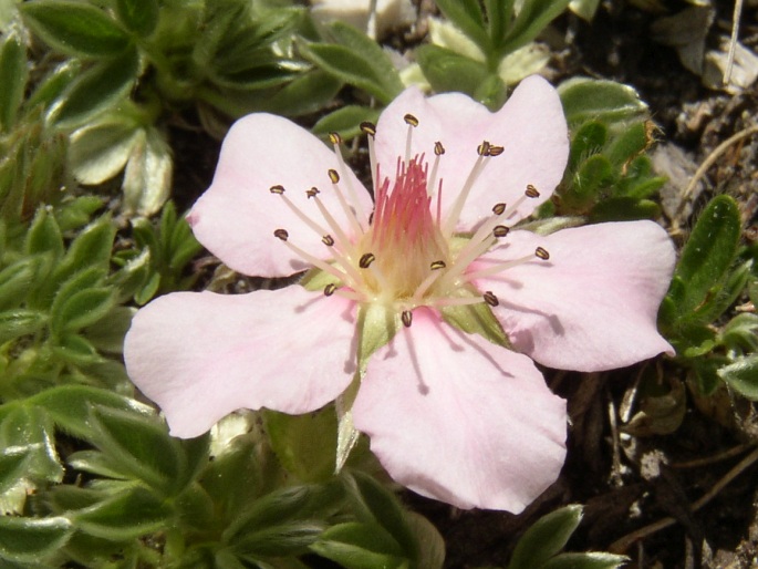 Potentilla nitida