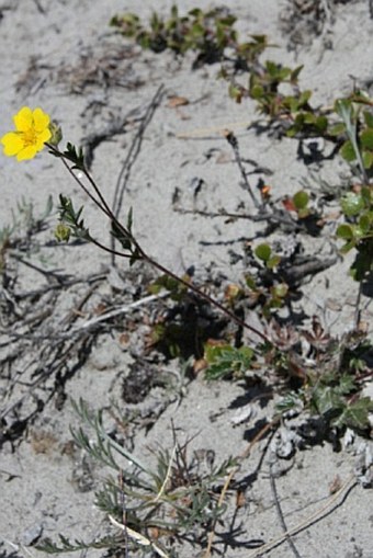 Potentilla nivea