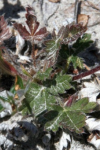 Potentilla nivea