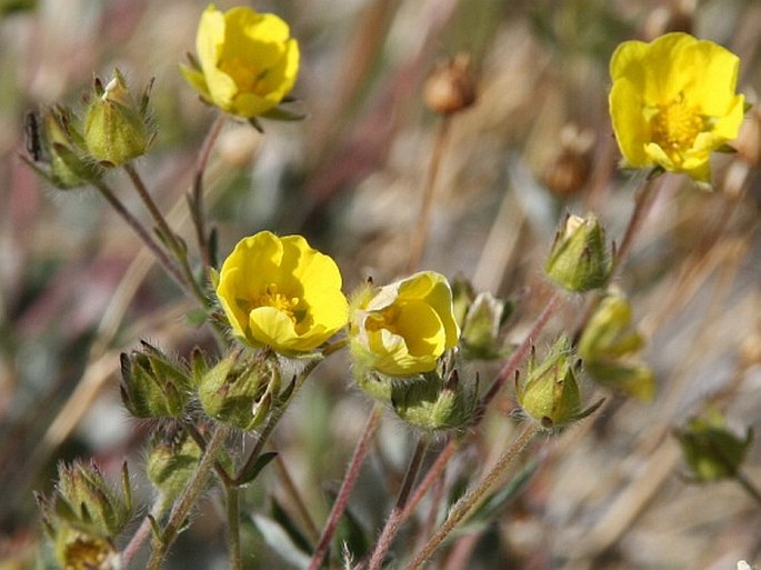 POTENTILLA NIVEA L. – mochna / nátržník