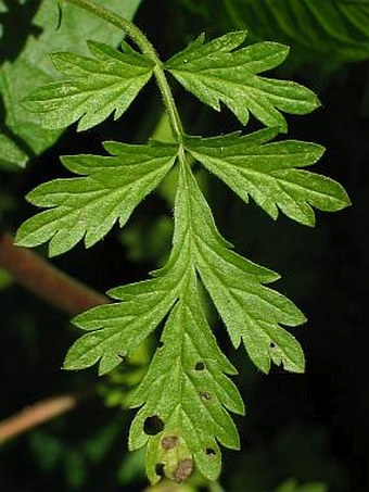 Potentilla supina