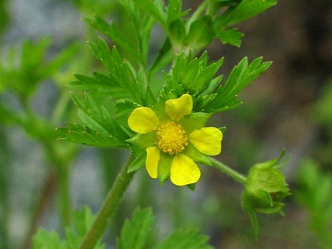 POTENTILLA SUPINA L. subsp. SUPINA – mochna nízká pravá / nátržník poliehavý pravý