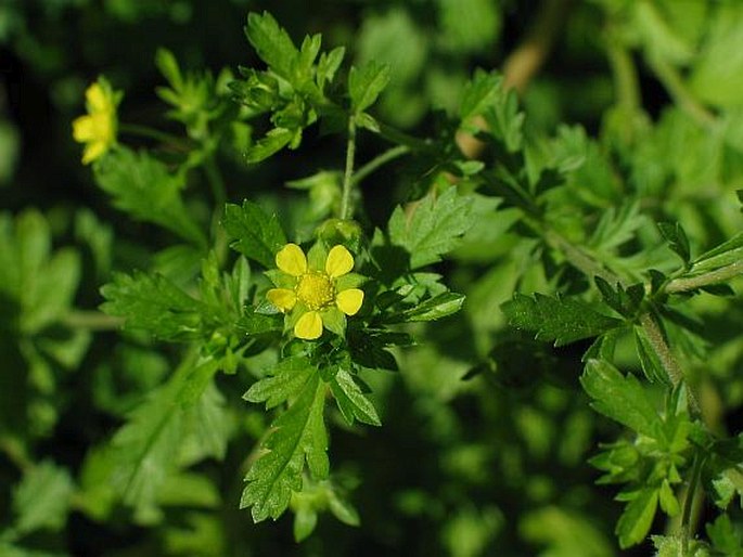 Potentilla supina