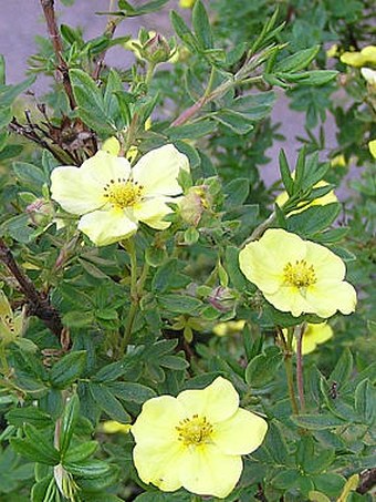 Potentilla fruticosa