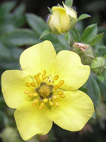 Dasiphora fruticosa