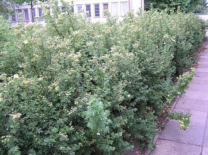 Potentilla fruticosa