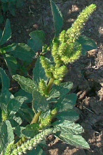 Amaranthus powellii