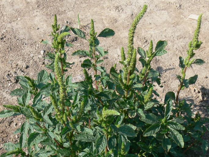 AMARANTHUS POWELLII S. Watson – laskavec zelenoklasý / láskavec zelenoklasý