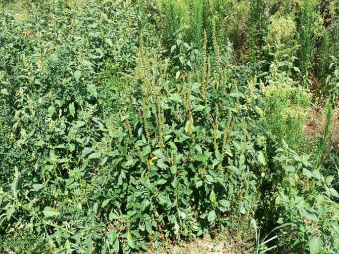 Amaranthus powellii