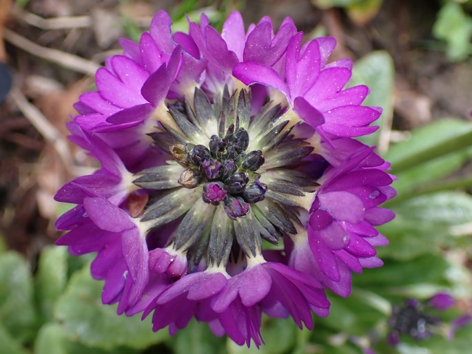 Primula denticulata