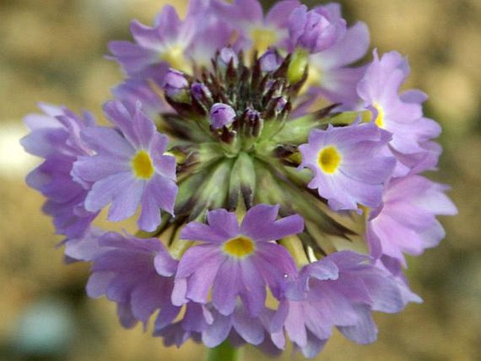 PRIMULA DENTICULATA Sm. – prvosenka zoubkatá / prvosienka