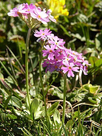 Primula farinosa