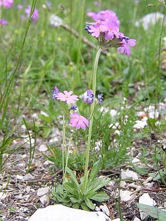 Primula farinosa