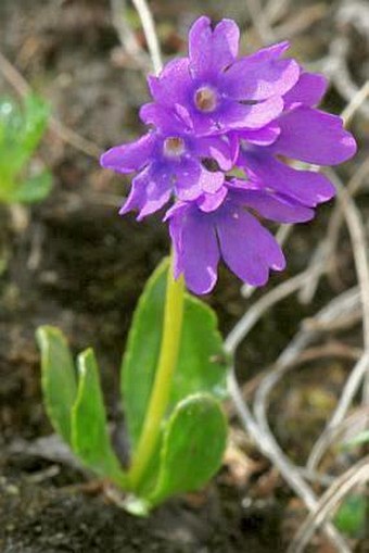 Primula glutinosa