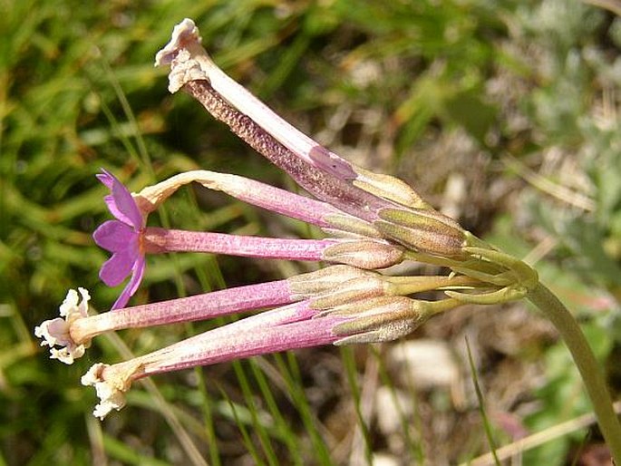 Primula halleri