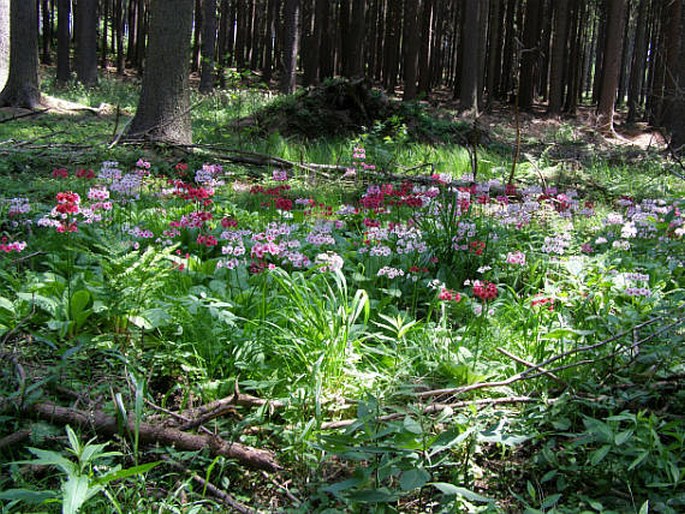 Primula japonica