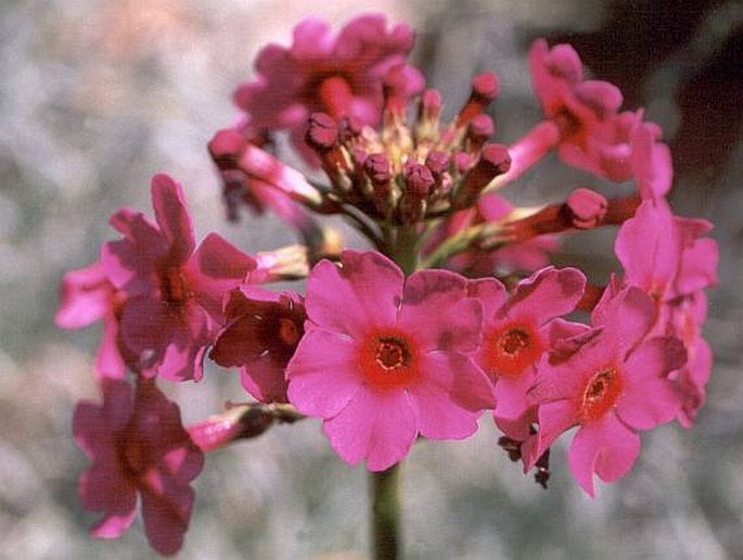 PRIMULA JAPONICA A. Gray – prvosenka japonská / prvosienka