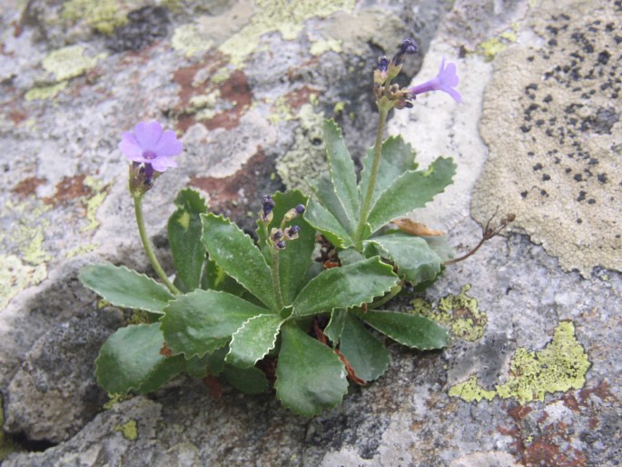 Primula marginata