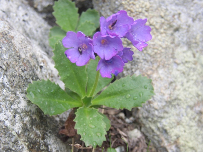 PRIMULA MARGINATA Curtis – prvosenka lemovaná / prvosienka