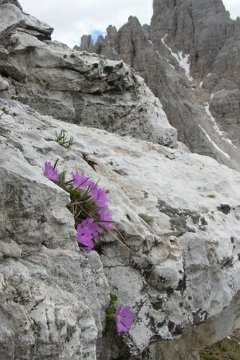 Primula minima