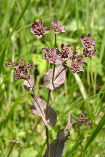 Bupleurum longifolium vapincense