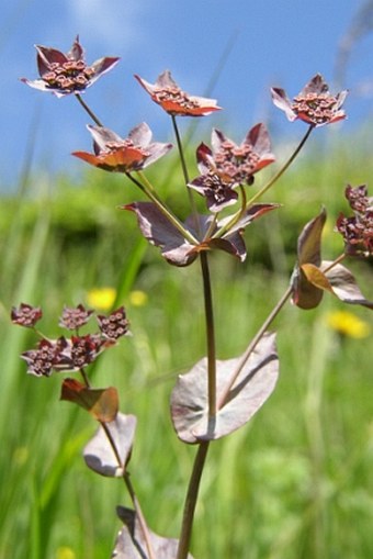 Bupleurum longifolium vapincense