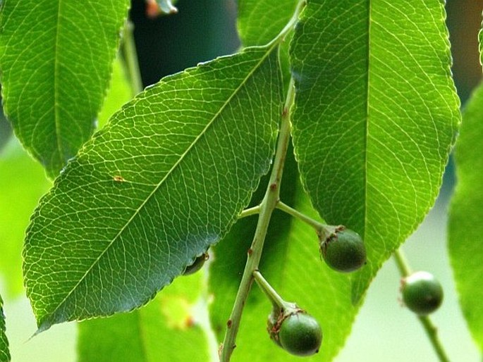 PRUNUS SEROTINA Ehrh. - střemcha pozdní / čremcha neskorá