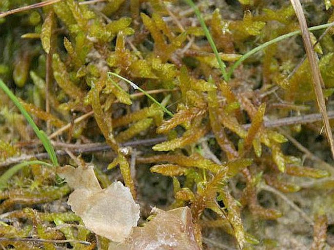 PSEUDOCALLIERGON TRIFARIUM (F. Weber et D. Mohr) Loeske - bařinatec třířadý / barinovec trojradý