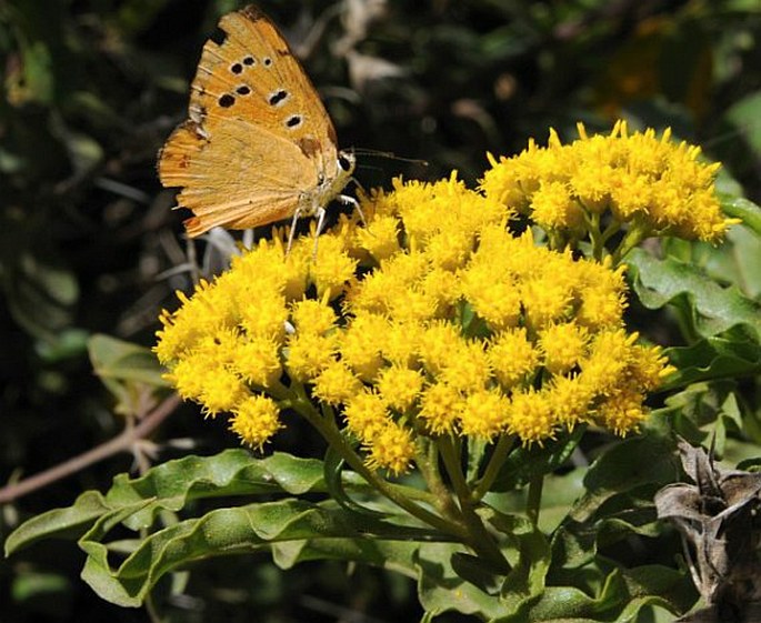 PSIADIA PUNCTULATA (DC.) Vatke