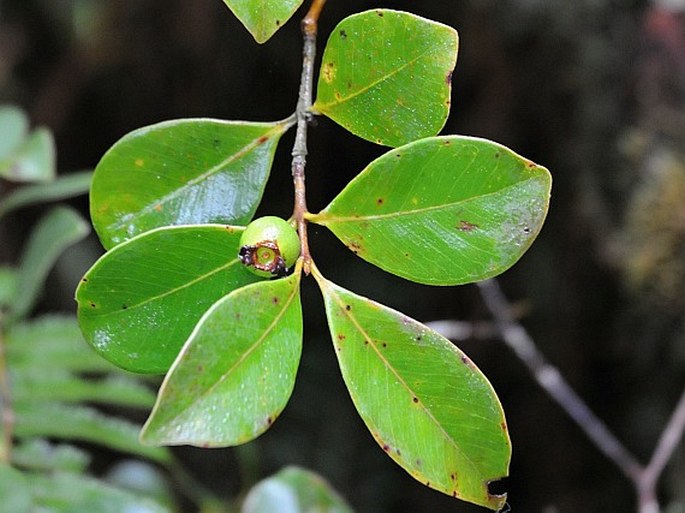 Psidium cattleianum