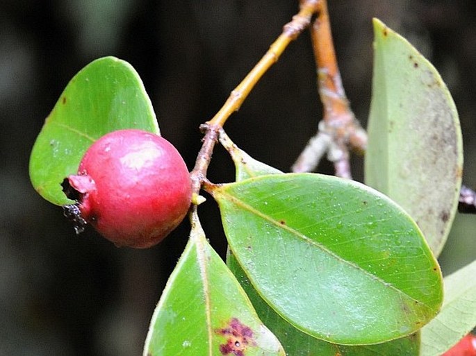 Psidium cattleianum