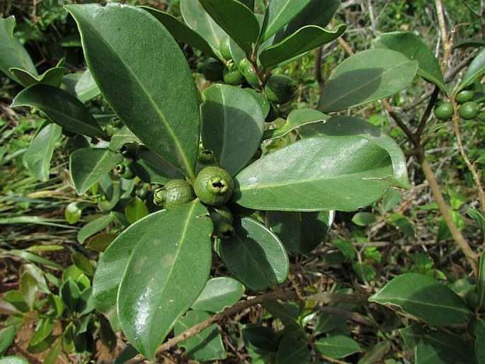 Psidium cattleianum